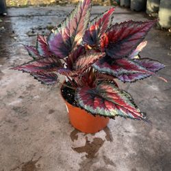 Begonia Rex