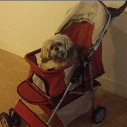 Pet Stroller