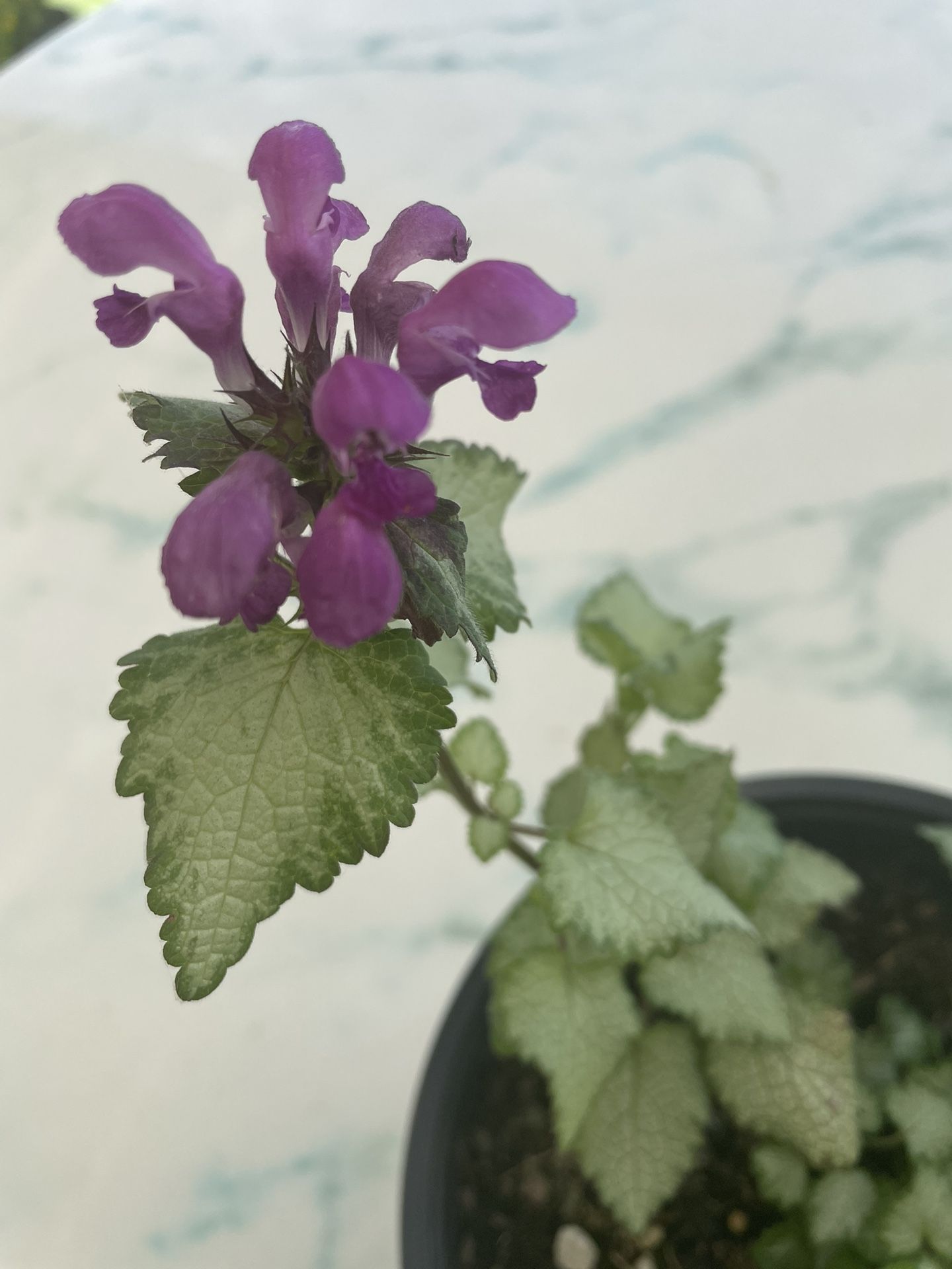 Orchid Frost Lamium (Out/In Door Life Plant)