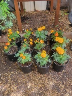 Marigold Plants