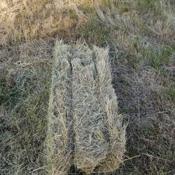 Grass Hay 
