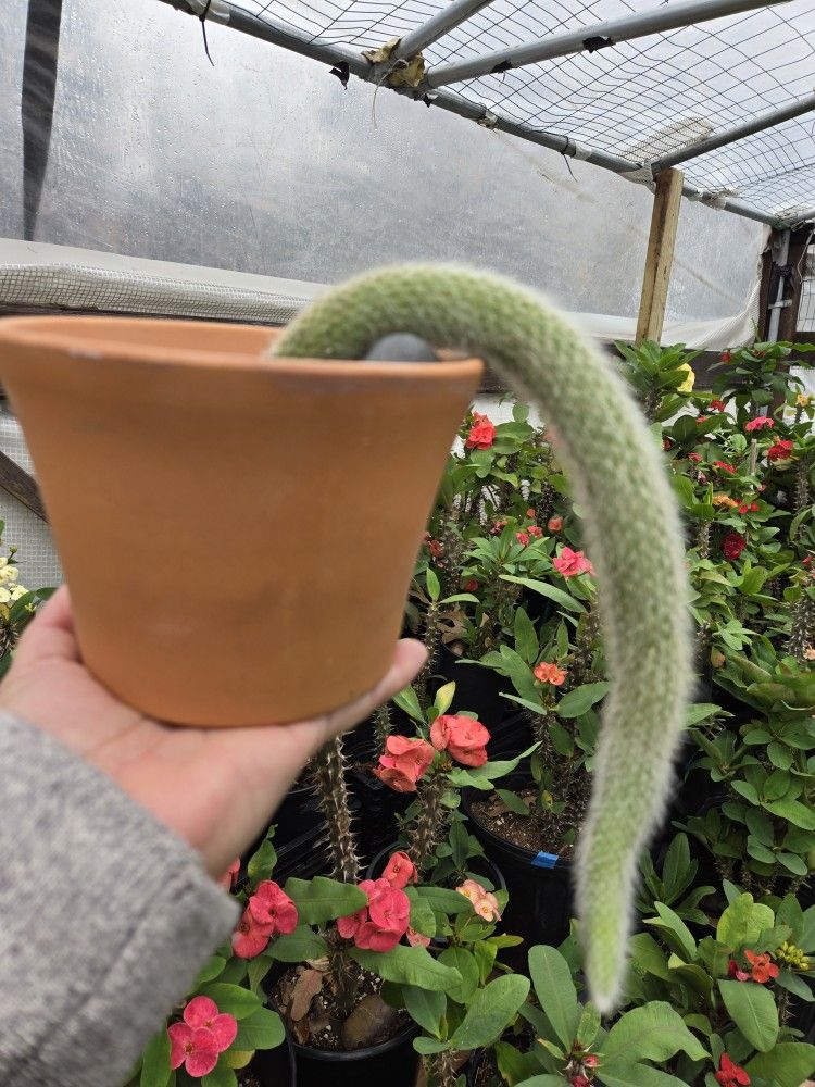 Monkey π Tail Cactus live plant