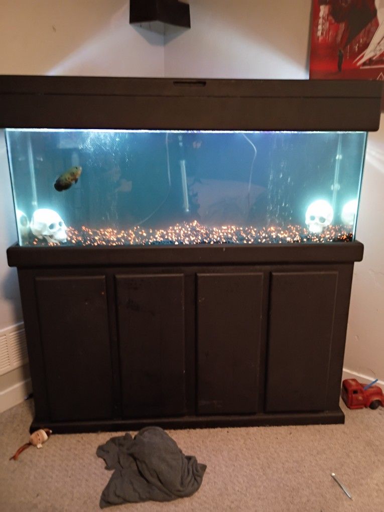 50 Gallon Fish Tank