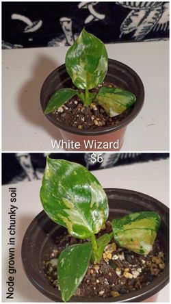 Philodendron white wizard