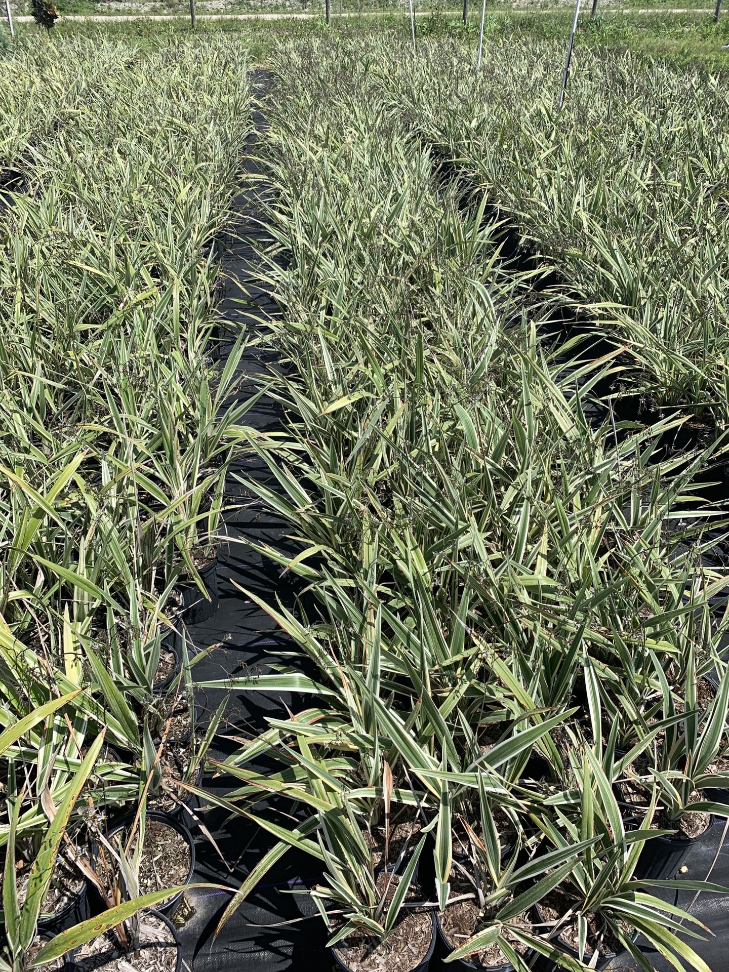 Flax lily 1g