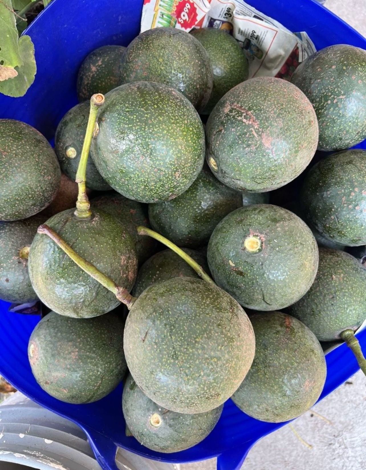 Large organic avocados 🥑