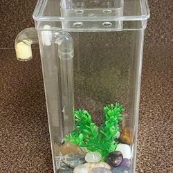 Betta Setup 