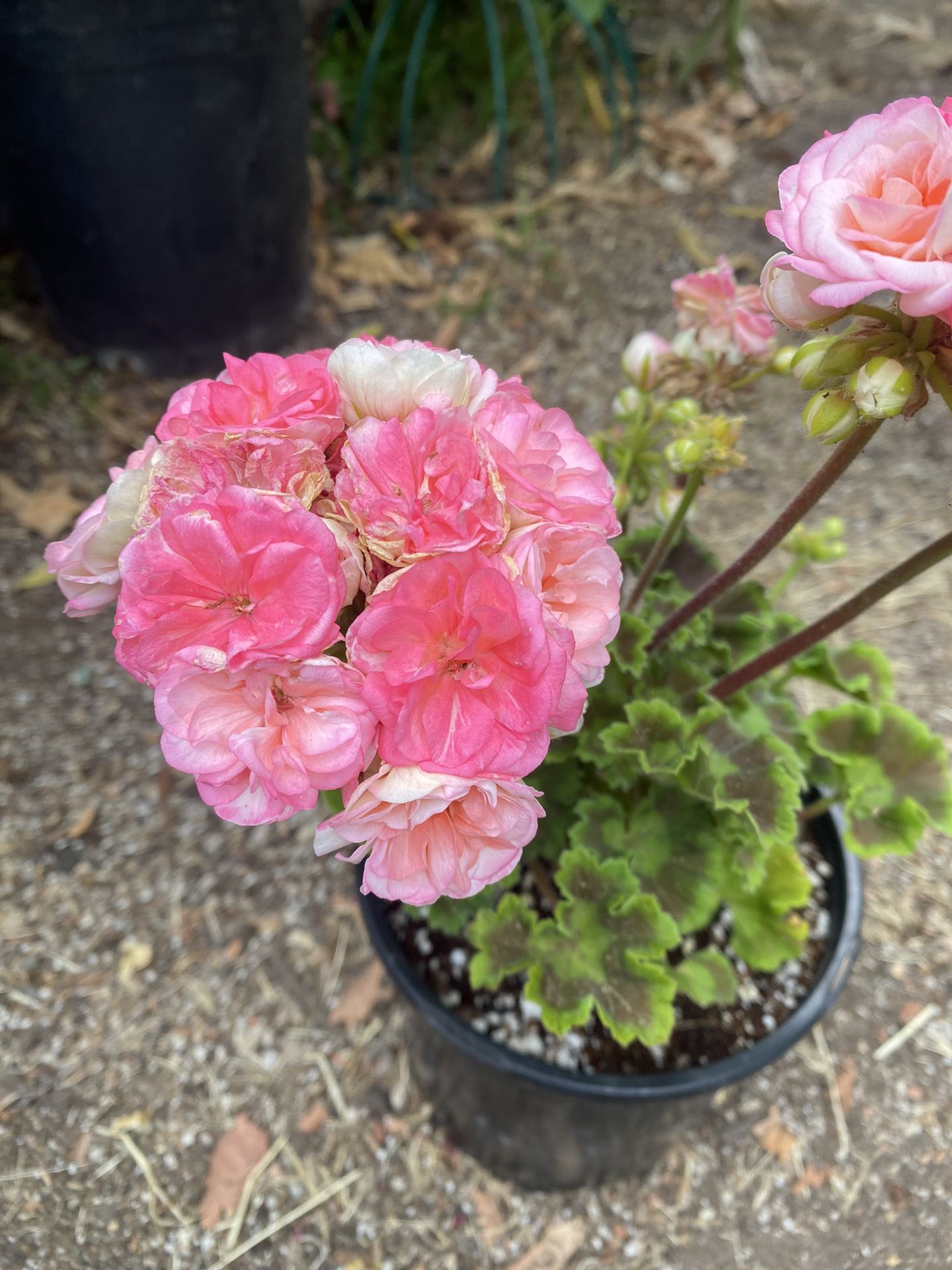 Geranium Pelargonium Exotic Double Flowers Outdoor Plant, In 1 Gallon Pot Pick Up Only