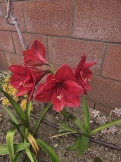 Amaryllis Bulbs