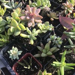 Succulent $1 Each 
