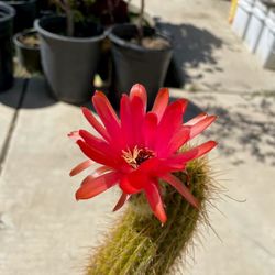Red flower cactus 5 gallon 