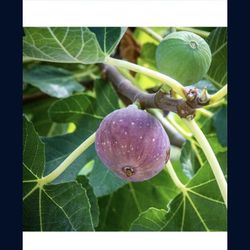 Celeste Fig Tree With Fruits In 2 Gallon Pot