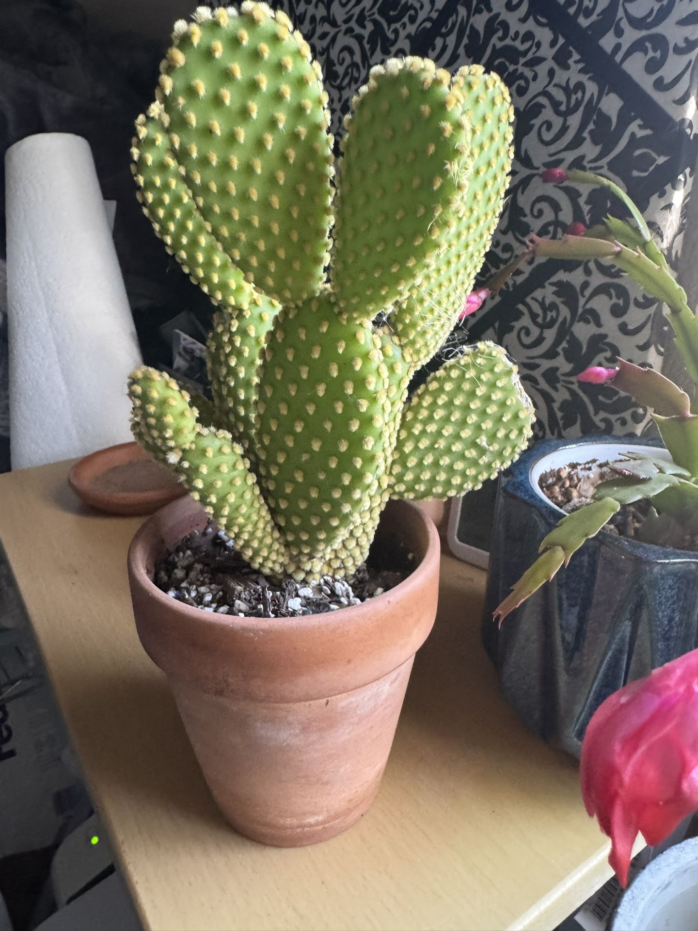 Bunny Ears Cactus