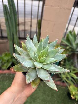 Aloe plant
