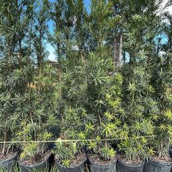 6’ Podocarpus - 7 Gallon 