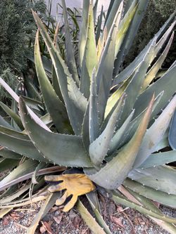 Fresh Aloe Vera Leaves – Large Thick Leaves – California Grown