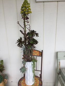 Beautiful arrangement of succulent plants in a tall vase