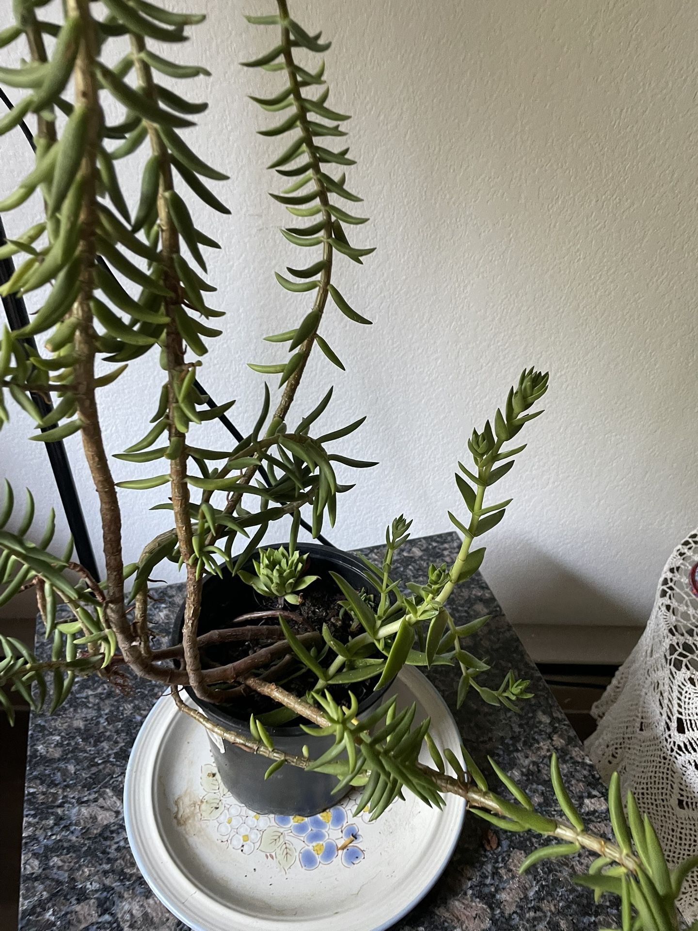 Miniature Pine Tree Plant