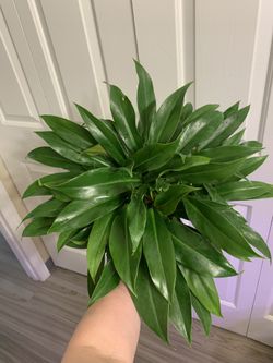 Extremely Bushy Little Phil - Philodendron 