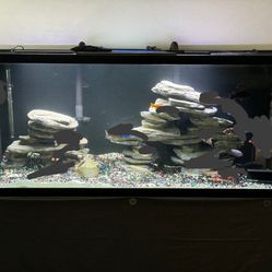 Aquarium Tank  / No Fish