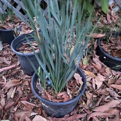 8 pot of white flowering Paper Whites / Narcissus