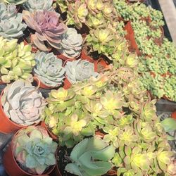 Echeveria & Succulent