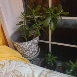 Jade Inside  Plant 
