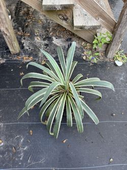 Indoor/outdoor Plants From $10 To $65