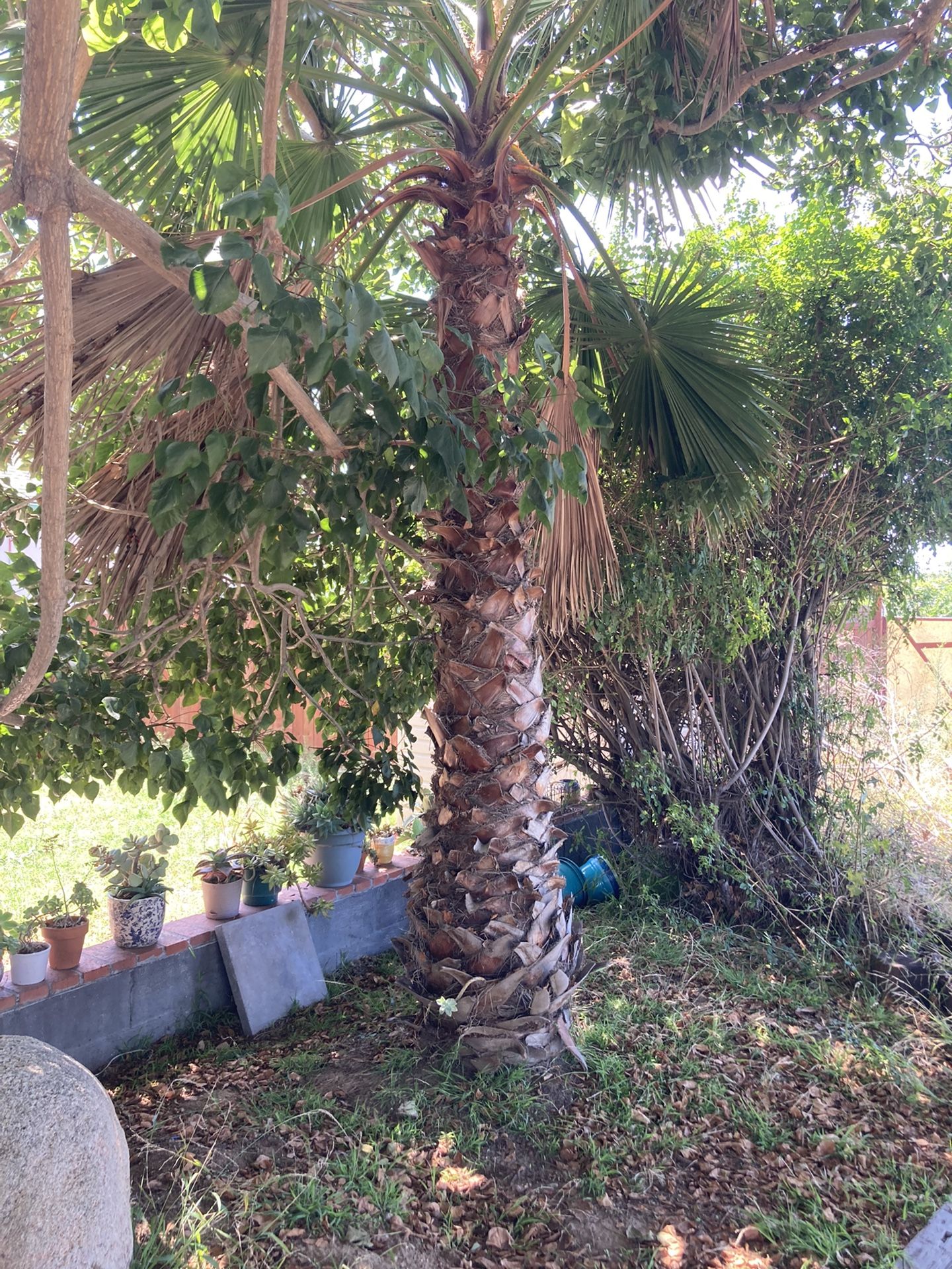 FREE palm Tree - Very Healthy