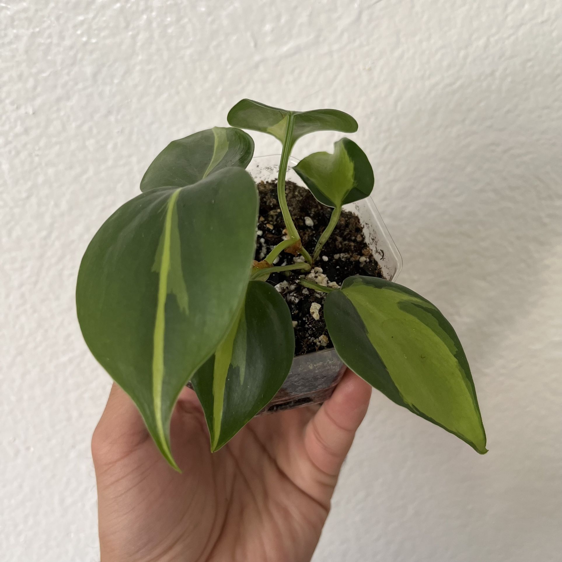 Brazil Philodendron