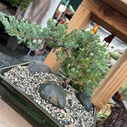 Bonsai Tree In Ceramic Pot $28 