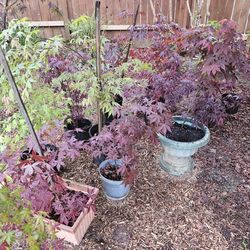 Japanese MAPLE Trees