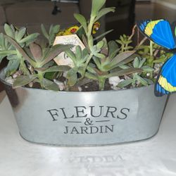 Beautiful Succulent Arrangements 🪴