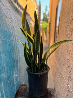 Planta Lengua De Vaca.  Snake Plants