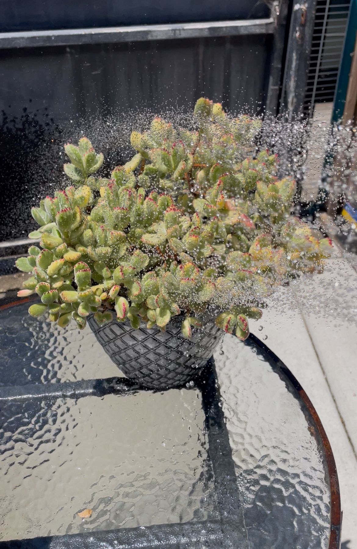 Succulent, Cotyledon Tomentosa Variegated 