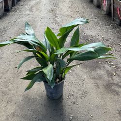 Aspidistra 