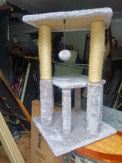 For your cat play