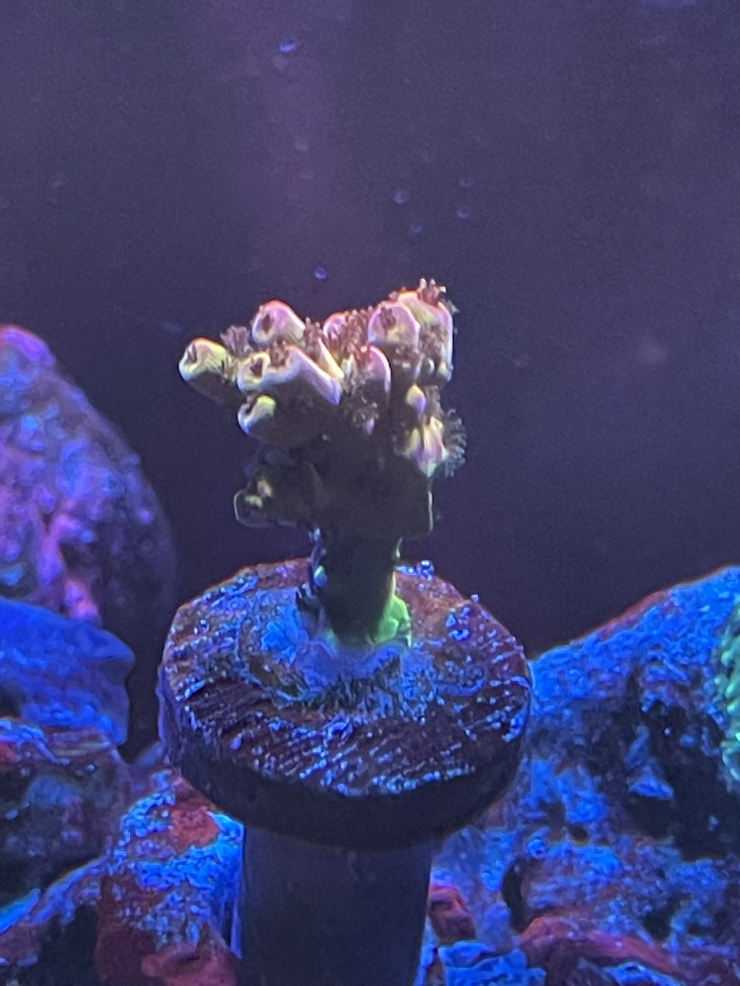 pc rainbow coral frag sps acro saltwater reef tank