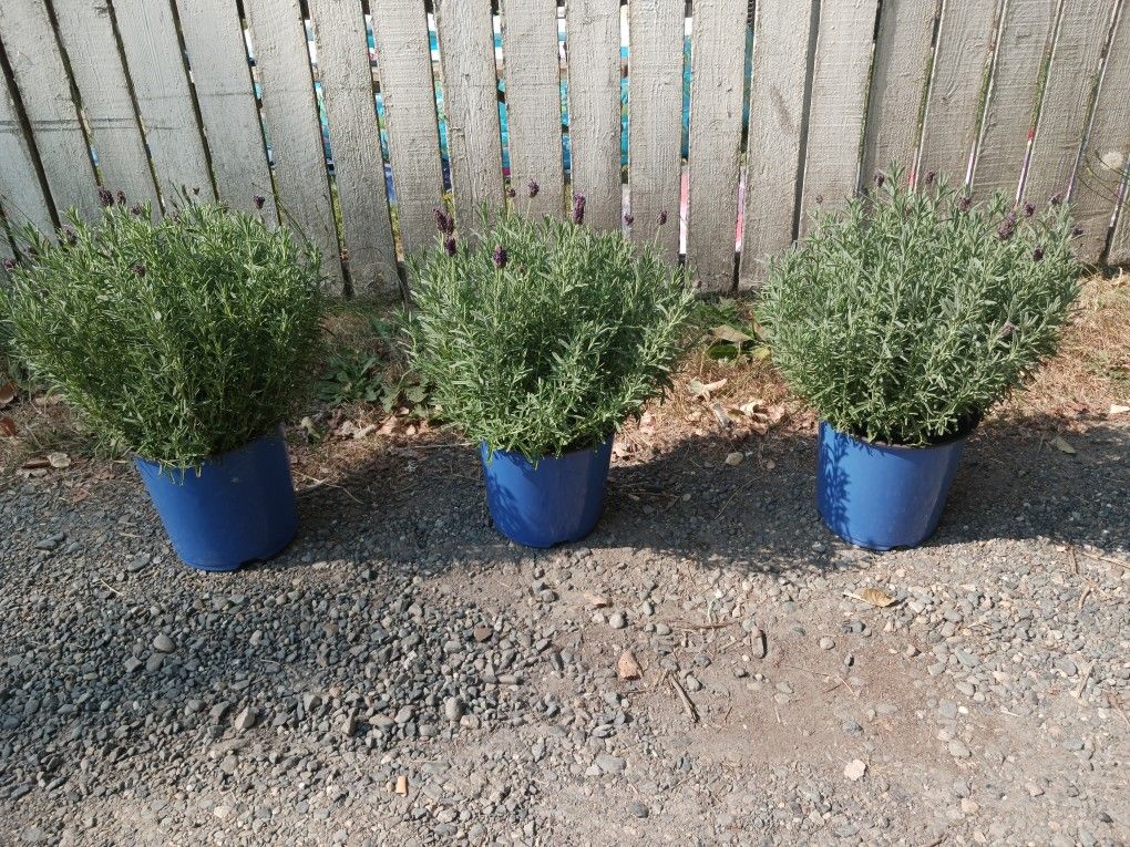 Perennial Lavender Plants for Sale in WA OfferUp
