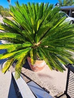 Beautiful Sago Palm 