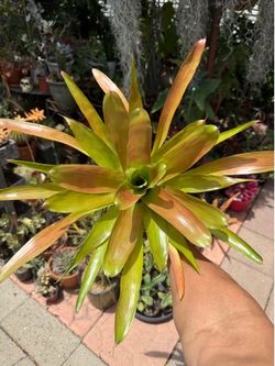 Bromeliad