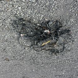 Complete Electrical Harness 