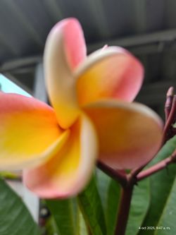 Plumeria plant Orange Rainbow 6 Feet Tall 