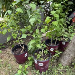 3-4’ Rose Of Sharon Flowering Perennial 