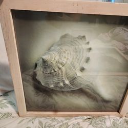 Seashells