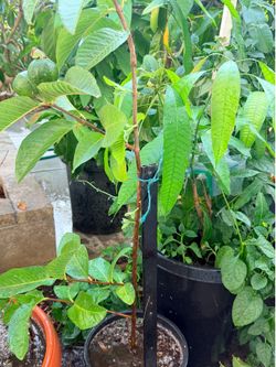 Guava ổi ngon dòng ngọt cay chiếc air layered