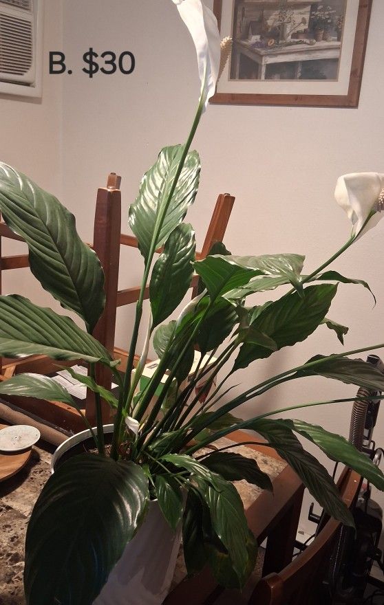 House Plants
