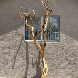 Manzanita Tree