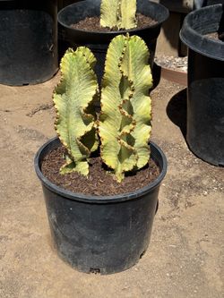Cactus plant (Candelabras)