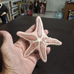 Blue Sky Clayworks Ceramic Starfish By Heather Goldminc, Wall Art 5.5" Wide 